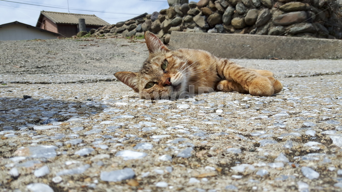 고양이,고양이섬,일본고양이,후쿠오카,아이노시마
