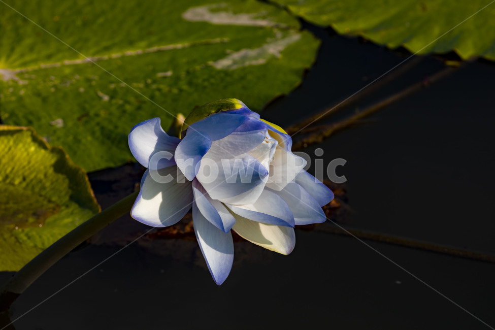 수련,연꽃,연,수상식물,습지,연못,반영,식물,에이트런스,청순,부엽식물,flower,식물,자연,plants,nature
