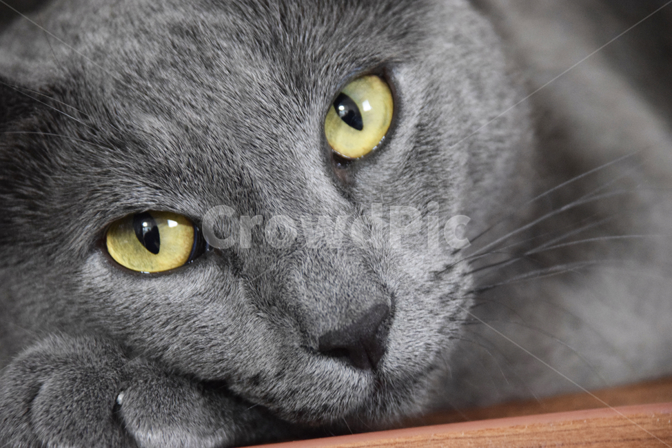 고양이,애완동물,러이안블루,동물,냥이,애완고양이,집사,동물,animal,포유류,mammal,고양이,cat,kitten,kitty