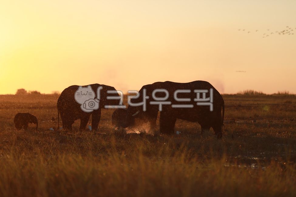 코끼리,elephant,동물,초식동물,아프리카코끼리,animal