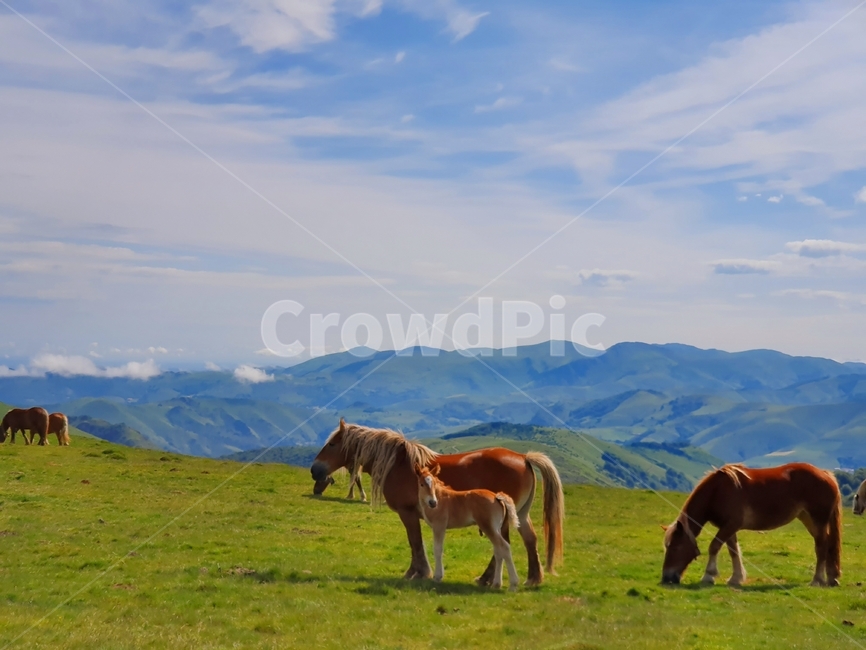mountainrange,pyrenees,camino,pilgrims way,caminodesantiago,pilgrim,horse,santiago,animal