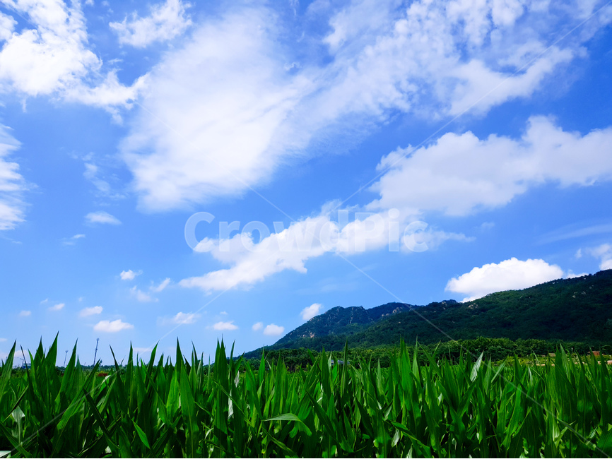 옥수수밭,하늘,구름,풍경,파랑,자연,풍경,nature,landscape,outdoors,옥외,green,초록,field,들