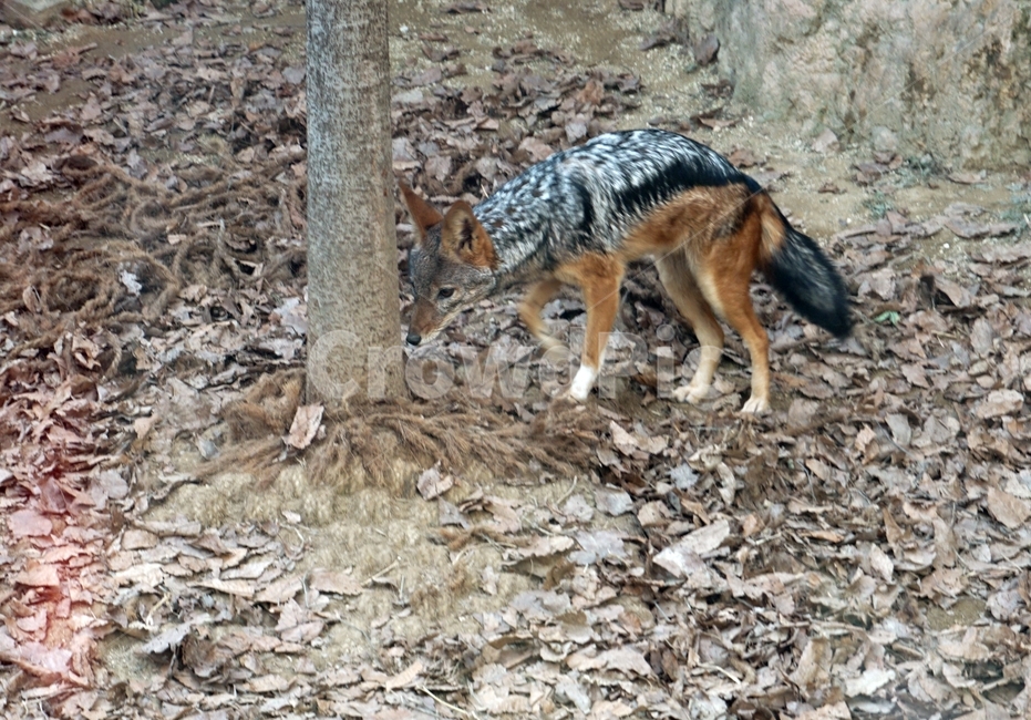 육식,동물,포유류,고양이과,여우,검은색,갈색,잡식,animal,nature,동물보호,동물원,park,animalpark,자연,야생,하이에나,동물,animal,포유류,mammal