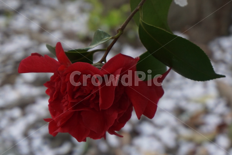 꽃,겹동백,봄,사랑,3월의꽃,동백나무,봄,계절,spring,season,식물,자연,plants,nature,꽃,flower,blossom,plant,rose,장미