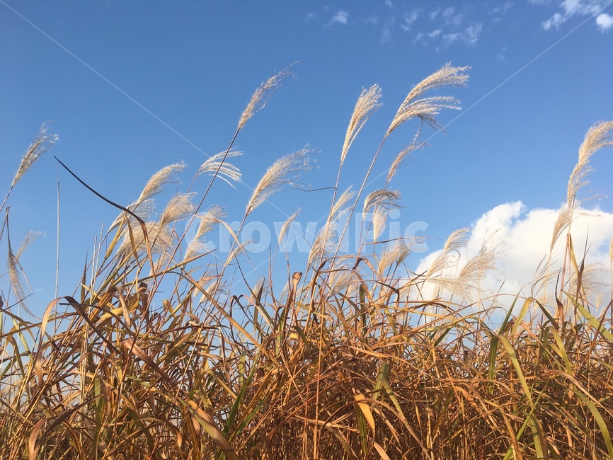 갈대,가을,하늘,파란하늘,바람,구룸,갈대밭,억새,가을길