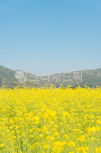 유채꽃,봄꽃,봄,spring,파란하늘,푸른하늘