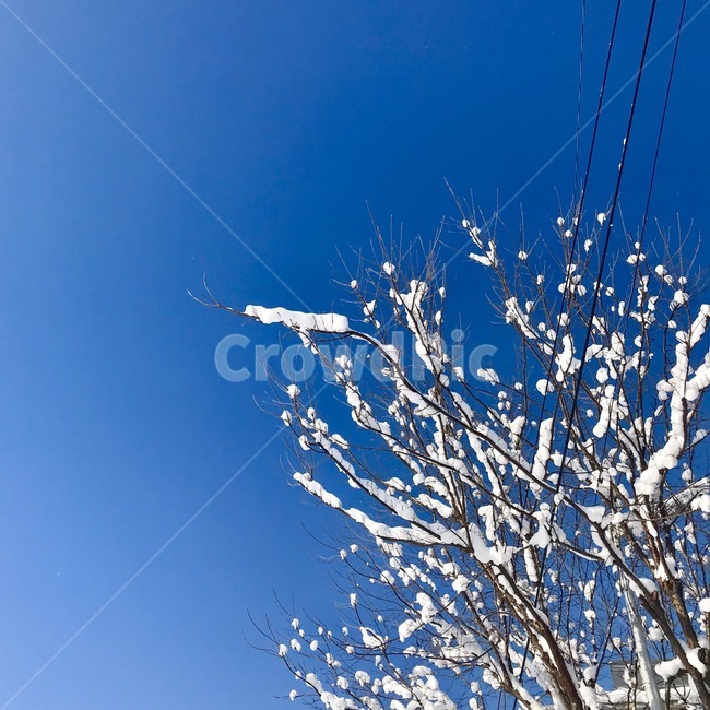 나무,겨울,눈,winter,tree,겨울,계절,winter,season,자연,풍경,nature,landscape,outdoors,옥외