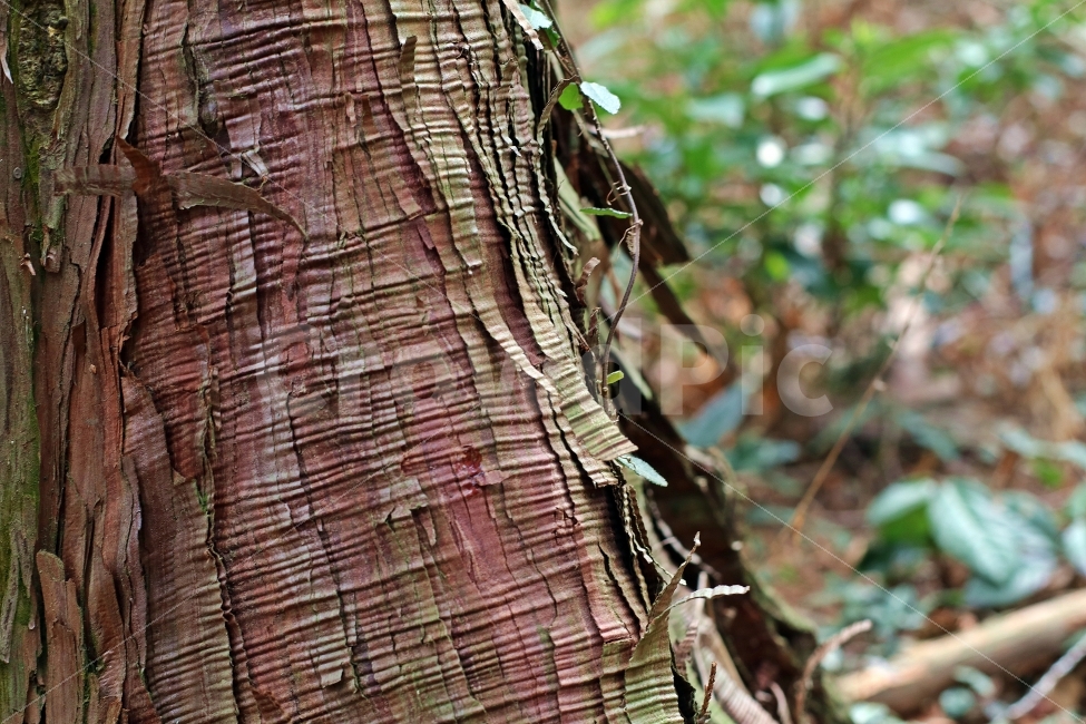 나무,자연,배경,숲,산,주름,껍질,식물,자연,plants,nature
