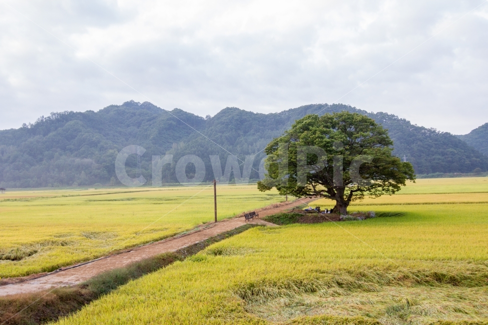 big tree,trust,Rural,harvest,countryside scenery,rice paddy,outcast tree,promise,Wonwongri,rice,big man,zelkova tree,field,road,golden sunset,growth,autumn