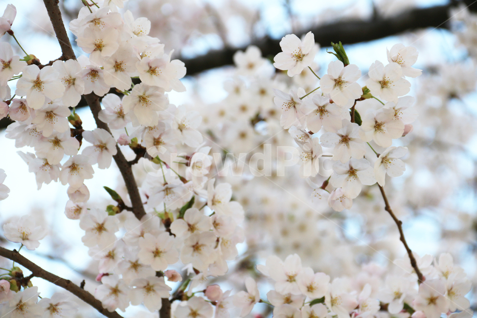 사쿠라,cherryblossom,봄,꽃,봄꽃,벚꽃,봄,계절,spring,season,식물,자연,plants,nature,꽃,flower,plant,blossom