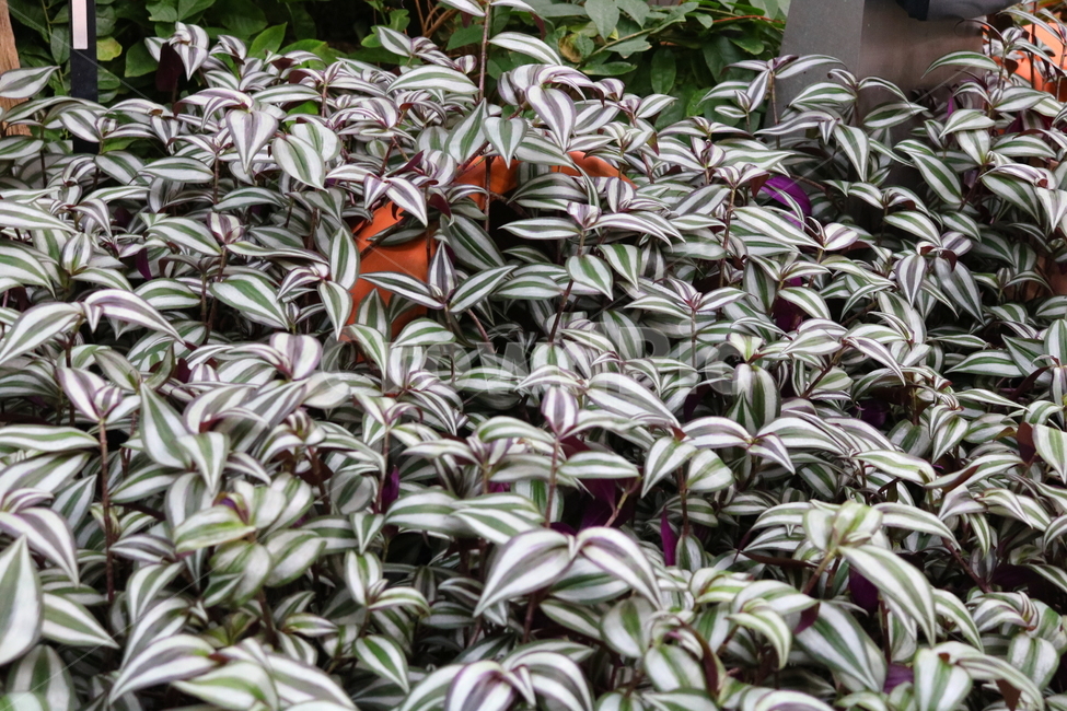 달개비,얼룩자주달개비,닭의장풀과,식물,열대식물,자연,식물원,식물,자연,plants,nature