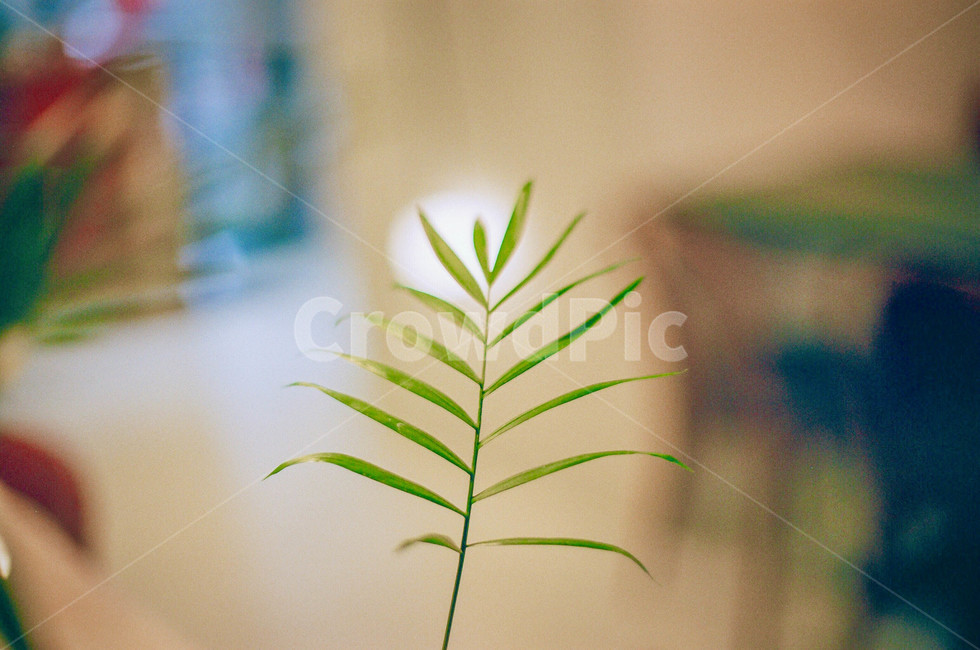 풀,초록,필름사진,필름,감성사진,식물,자연,plants,nature,감성,sensible,feeling