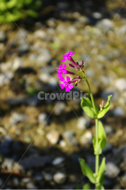 꽃,식물,꽃봉오리,flower,끈끈이대나물,식물,자연,plants,nature,꽃,flower