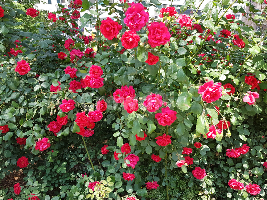 장미,빨간장미,봄,계절,식물,식물,자연,plants,nature,꽃,flower