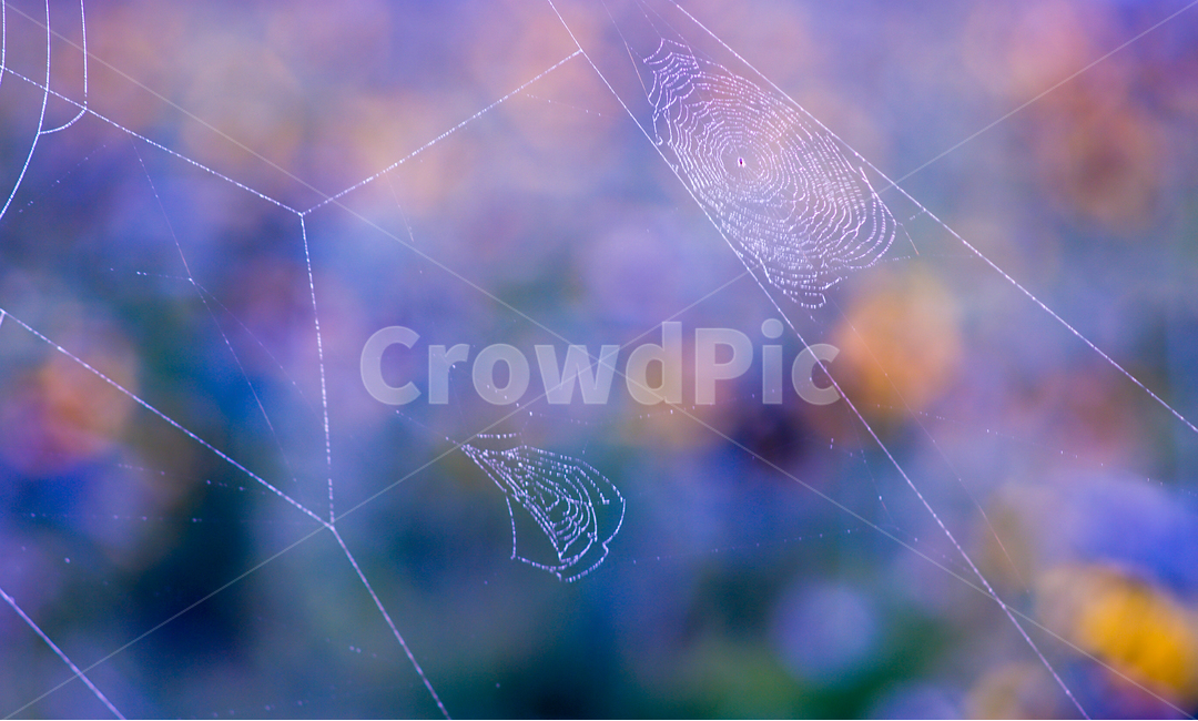 거미,거미줄,거미집,해바라기,곤충,자연,자연,풍경,nature,landscape,색깔,색상,색채,색감,color sense,color sensitivity,feeling of color