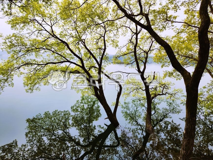 물그림자,shadow,그림자,나무그림자,나무,tree,water,자연,nature,물,green,그린,연못,pond,옥외,outdoors,treetrunk,나무줄기,woodland,심림지,호수,lake,녹색,거울
