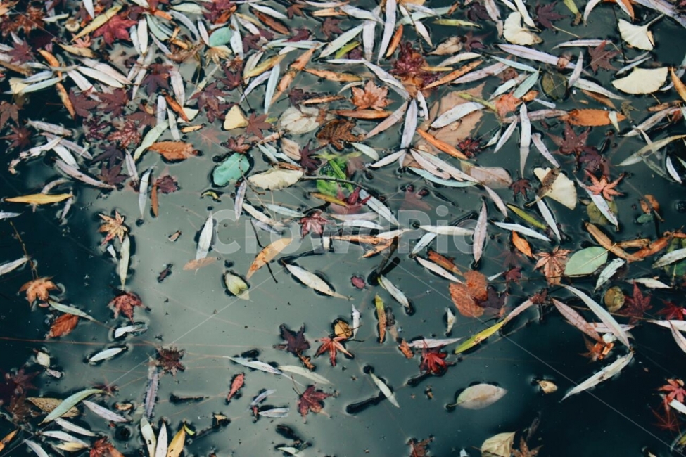 호수,낙엽,풍경,물,그림자,가을,계절,fall,autumn,season,fish,물고기,animal,동물,koi,잉어,carp