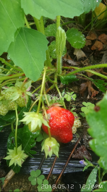 딸기,strawberry,장미과,붉은열매,과일,매,초매,농산물,식물,자연,plants,nature,과일,열매,fruit