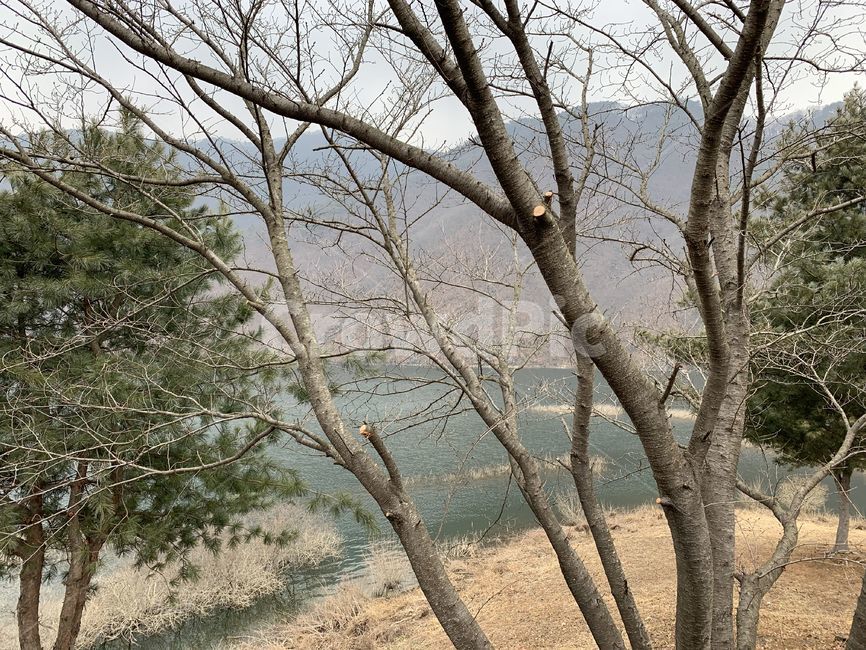 나무,호수,풍경,힐링,숲