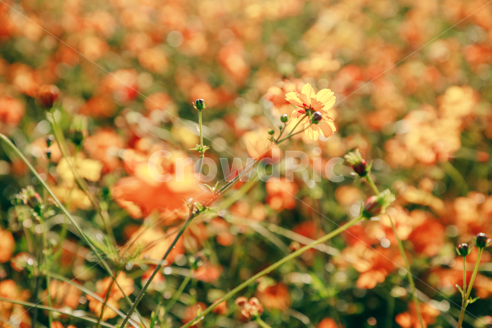 코스모스,꽃,자연,식물,가을,아름다운,commoncosmos,가을,계절,fall,autumn,season,식물,자연,plants,nature,꽃,flower,plant