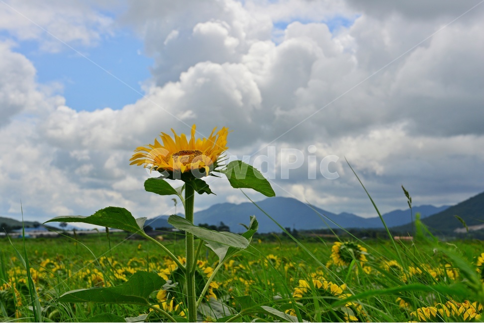 plant,식물,flower,blossom,꽃,sunflower,해바라기,날씨,구름,하늘,해남,마산,간천지,간척지해바라기밭,해바라기밭,마산해바라기밭