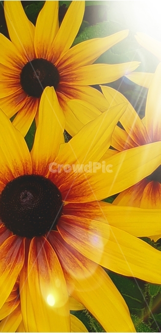 루드베키아,꽃,flower,노랑색,backgroundimage,배경이미지,다년생,여름꽃,자연,야생화,nature,배경,배경화면,색감,바탕,텍스쳐,질감,패턴,이미지,식물,자연,plants,nature,꽃,flower