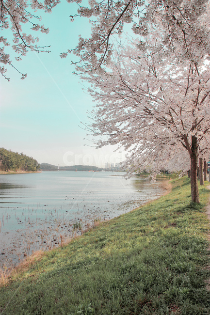벚꽃,blossom,꽃,flower,cheeryblossom,자연,nature,flowers,풍경,outdoors,봄,계절,spring,season