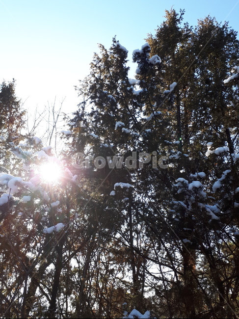 숲,겨울,눈,영천,측백나무,나무,겨울,계절,winter,season,자연,풍경,nature,landscape,식물,plants,나무,trees,wood,light,빛,flare,플레어