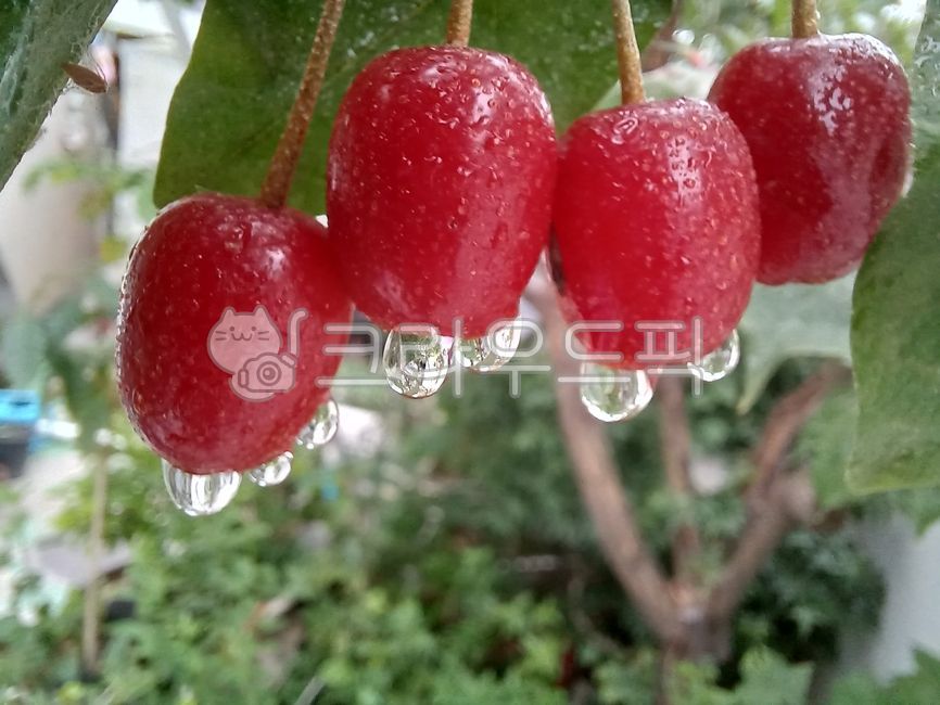 barley tree,dewdrop,Fruit,summer fruit,fruit,plant