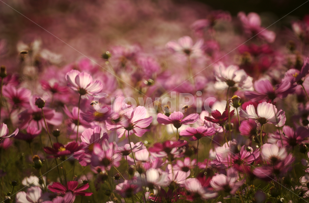 코스모스,꽃,식물,줄기,가을,자연,계절,가을,계절,fall,autumn,season,식물,자연,plants,nature,꽃,flower,blossom,geranium,제라늄,plant