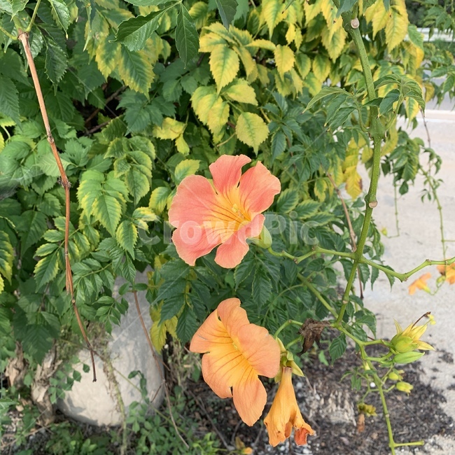 자연,꽃,식물,풍경,flower,봄,감성