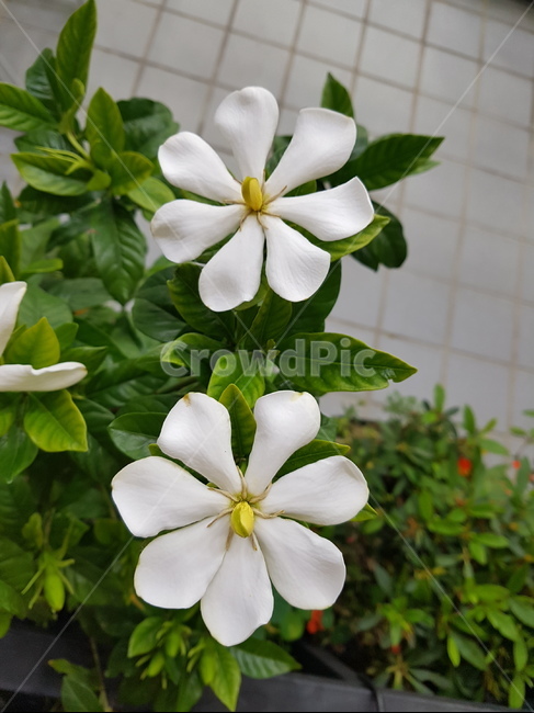 치자꽃,하얀색꽃,식물,꽃잎,자연