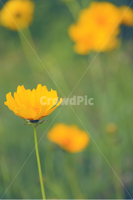 꽃,식물,감성,노란꽃,노랑,flower,yellow,plant,자연,nature,식물,자연,plants,nature,꽃,flower