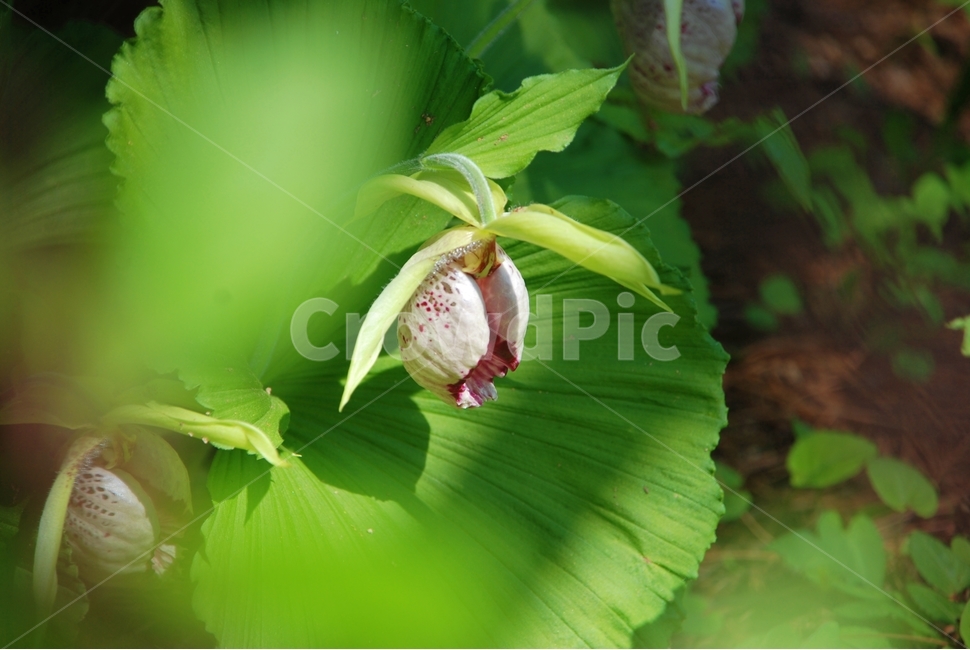꽃,봄,식물,자연,광릉요강꽃,봄,계절,spring,season,식물,자연,plants,nature,꽃,flower,plant,blossom