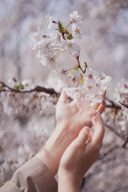 벚꽃,사쿠라,봄꽃,봄,spring,cherryblossom,손,핑크벚꽃,분홍벚꽃,봄,계절,spring,season,식물,자연,plants,nature,꽃,flower,사람,인물,인간,human,person,신체일부,몸,body,감성,sensible,feeling,plant