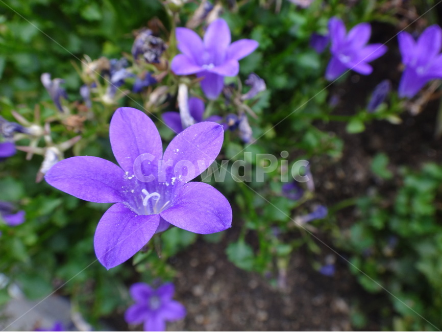 보라,꽃,자연,식물,등산로,식물,자연,plants,nature,꽃,flower