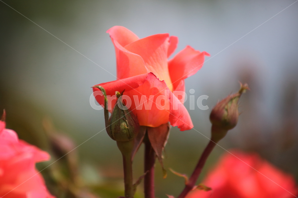 장미,꽃,덩굴식물,정원수,rose