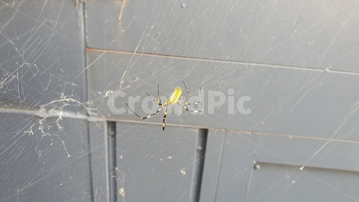 animal,동물,거미류,무척추동물,spider,거미,노란거미,곤충,벌레,insect,bug