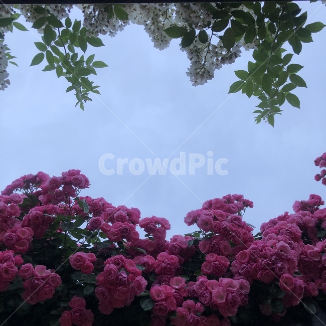 꽃,blossom,plant,식물,벚꽃,하늘