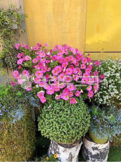 flower,꽃,화분,핑크,꽃집