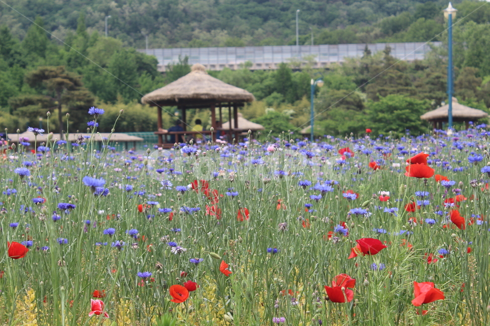 양귀비,수레국화,꽃밭,꽃,flower,flowers