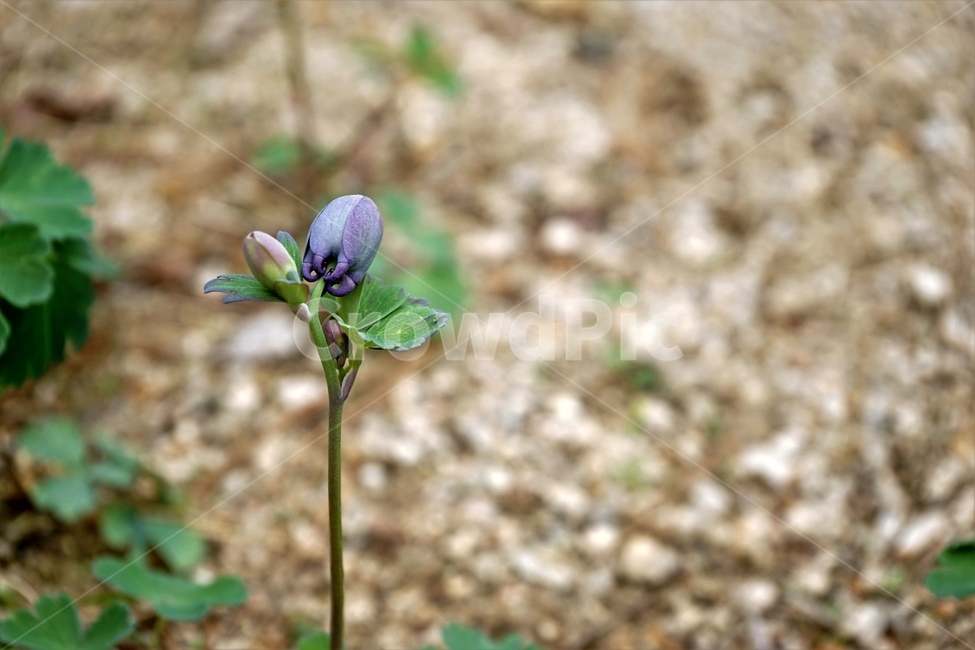 매발톱꽃,꽃,columbine,buds,leaves,beforeflowering,미나리아제비과,식물,자연,plants,nature,꽃,flower