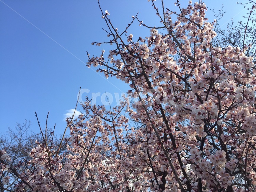 plant,식물,flower,꽃,blossom,cherryblossom,벚꽃,벚꽃축제