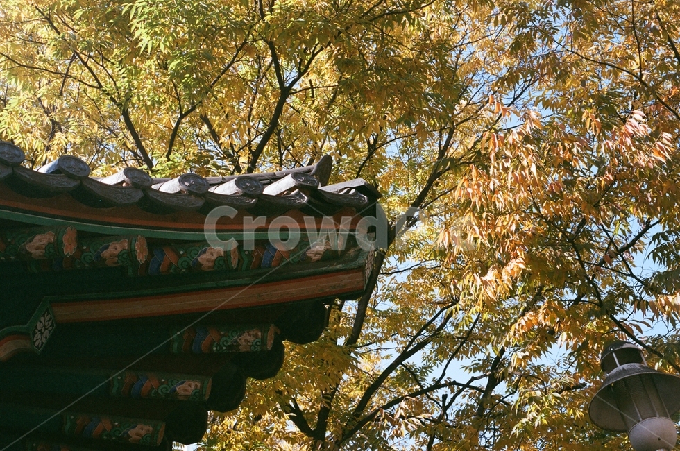 단풍,정자,고전,자연,감성샷,필름,한국전통,한국문화,korean traditional,korean culture,건축물,건물외관,exterior,building,structure,architecture,construction