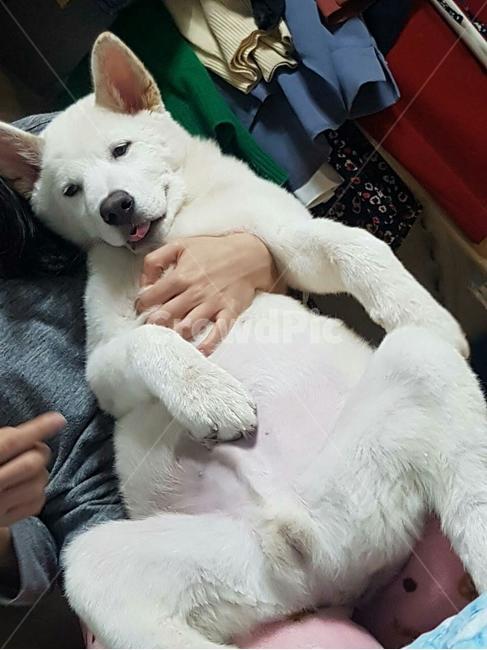 풍산개,애완동물,애완견,dog,pet,강아지