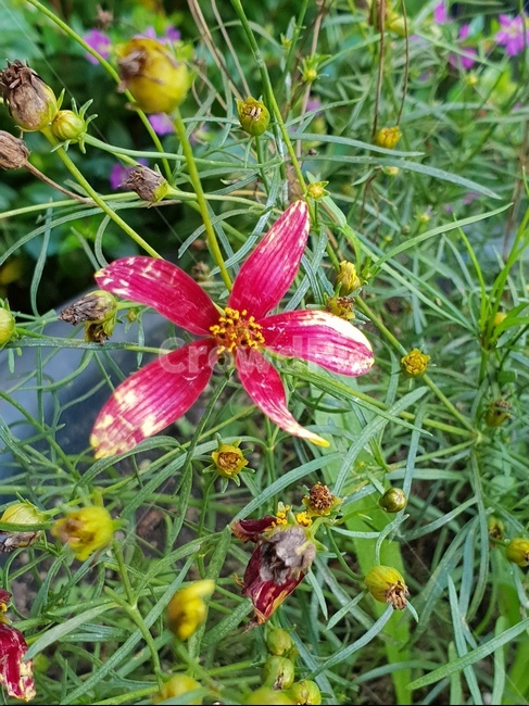 들꽃,빨강,식물,봉우리,자연,꽃,식물,자연,plants,nature,꽃,flower
