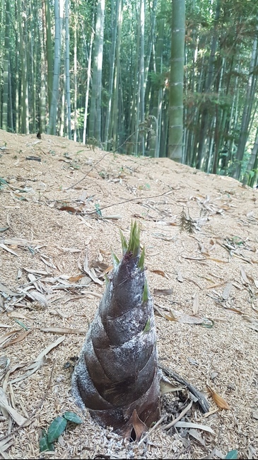 죽순,담양,대나무,어린순,생명,녹색,자연,bambooshoot,대나무싹,성장