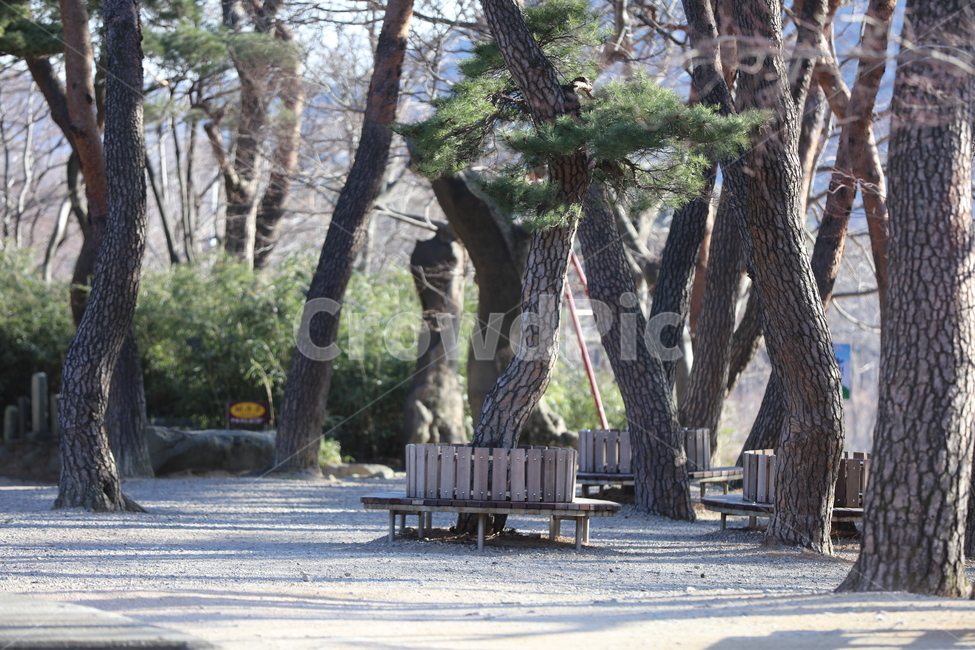 소나무,벤치,산,숲,거리,길,배경,풍경,한국,자연,KOREA,자연,풍경,nature,landscape,식물,plants,나무,trees,wood,bench,tree,plant,tree trunk,나무 줄기