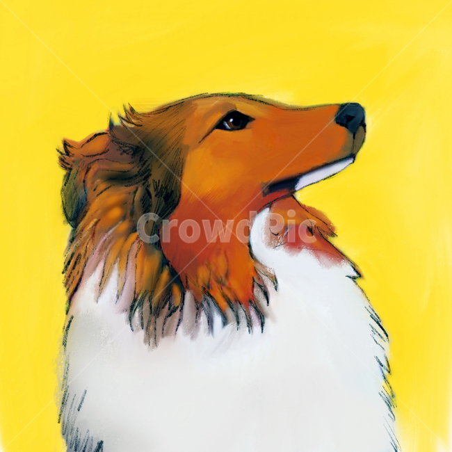 강아지,dog,동물,셔틀랜드쉽독,아트,동물,animal,포유류,mammal,개,강아지,dog,doggy,그래픽,일러스트레이션,graphic,illustration