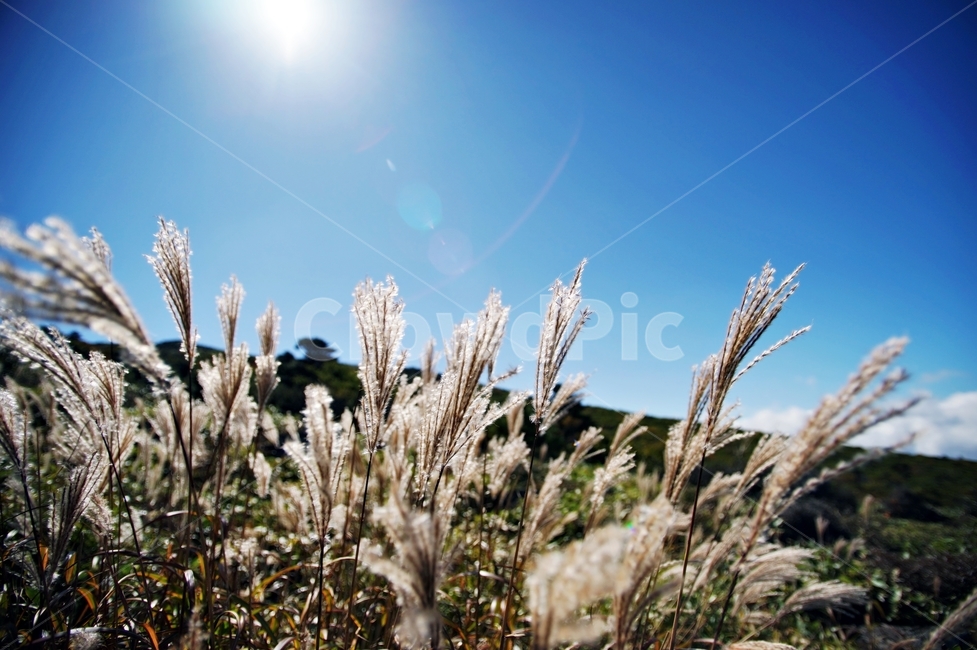 억새,역광,자연,풀,식물,하늘,빛,가을,제주도,가을,계절,fall,autumn,season,식물,자연,plants,nature,grass,잔디,plant